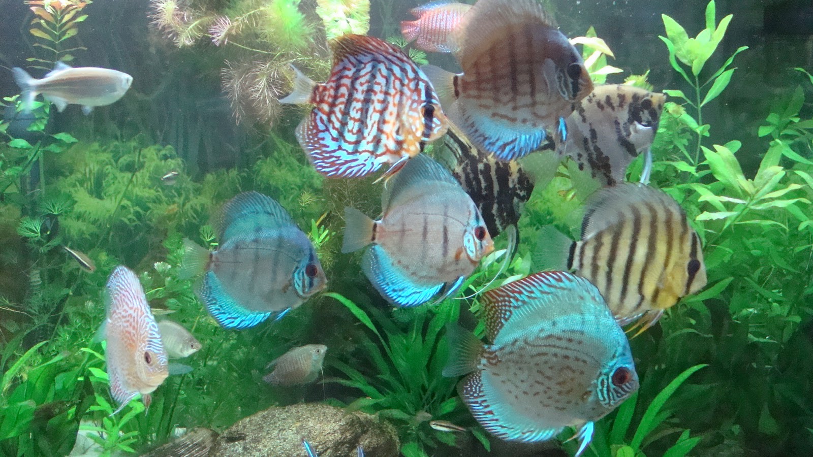 {{brizy_dc_image_alt entityId=