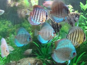 {{brizy_dc_image_alt entityId=