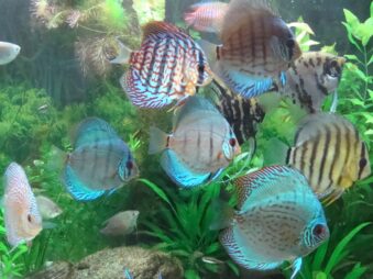 {{brizy_dc_image_alt entityId=